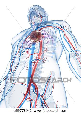 Drawing - Human vascular system, artwork. Fotosearch
