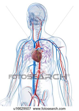 Human vascular system, artwork View Large Illustration Stock Illustration - Human vascular system, artwork. Fotosearch