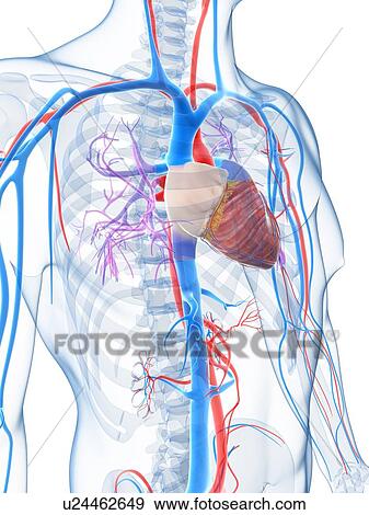 Stock Illustration - Human vascular system, artwork. Fotosearch