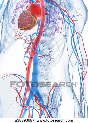Stock Illustration - Human vascular system, artwork. Fotosearch