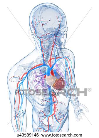 Stock Illustration - Human vascular system, artwork. Fotosearch