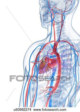 Stock Illustration - Human vascular system, artwork. Fotosearch