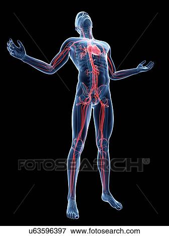 Human vascular system, artwork View Large Illustration Stock Illustration - Human vascular system, artwork. Fotosearch