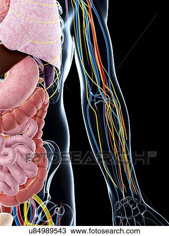 Human vascular system of the arm, artwork View Large Illustration Drawing - Human vascular system of the arm, artwork. Fotosearch