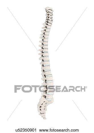 Human vertebra, artwork View Large Illustration Clip Art - Human vertebra, artwork. Fotosearch