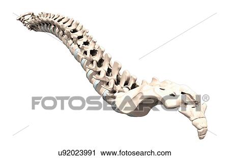 Clip Art - Human vertebra, artwork. Fotosearch