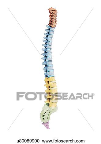 Human vertebra, artwork View Large Illustration Clipart - Human vertebra, artwork. Fotosearch