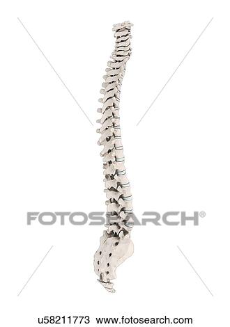 Human vertebra, artwork View Large Illustration Drawing - Human vertebra, artwork. Fotosearch
