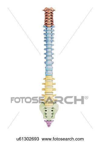 Drawing - Human vertebra, artwork. Fotosearch