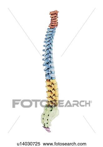 Stock Illustration - Human vertebra, artwork. Fotosearch