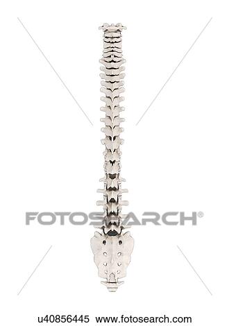 Human vertebra, artwork View Large Illustration Stock Illustration - Human vertebra, artwork. Fotosearch