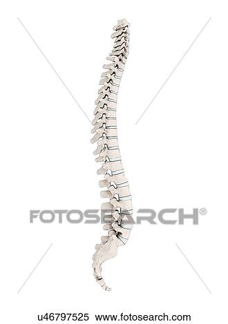 Stock Illustration - Human vertebra, artwork. Fotosearch