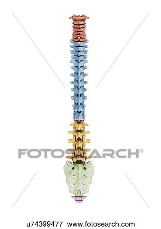 Human vertebra, artwork View Large Illustration Stock Illustration - Human vertebra, artwork. Fotosearch