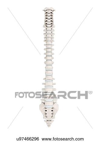 Stock Illustration - Human vertebra, artwork. Fotosearch