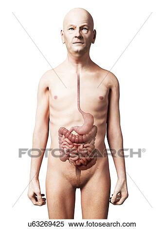 Male digestive system, artwork View Large Illustration Stock Illustration - Male digestive system, artwork. Fotosearch