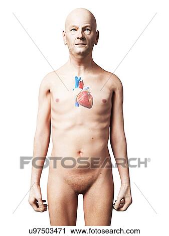 Male heart, artwork View Large Illustration Clip Art - Male heart, artwork. Fotosearch