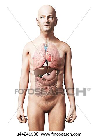 Male internal organs, artwork View Large Illustration Stock Illustration - Male internal organs, artwork. Fotosearch