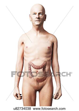 Stock Illustration - Male large intestine, artwork. Fotosearch