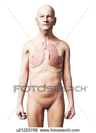 Male lungs, artwork View Large Illustration Stock Illustration - Male lungs, artwork. Fotosearch