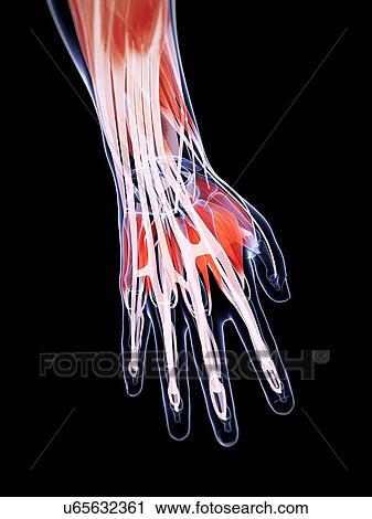 Clip Art - Male musculature, artwork. Fotosearch