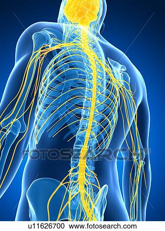 Clipart - Male nervous system, artwork. Fotosearch