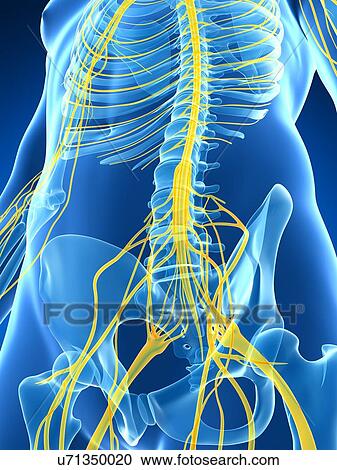 Clipart - Male nervous system, artwork. Fotosearch