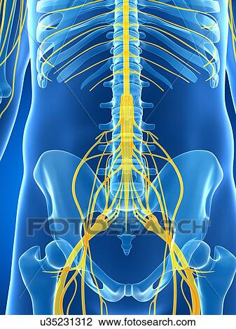 Male nervous system, artwork View Large Illustration Drawing - Male nervous system, artwork. Fotosearch