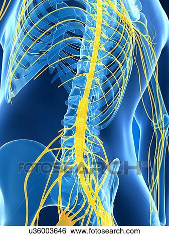 Male nervous system, artwork View Large Illustration Stock Illustration - Male nervous system, artwork. Fotosearch