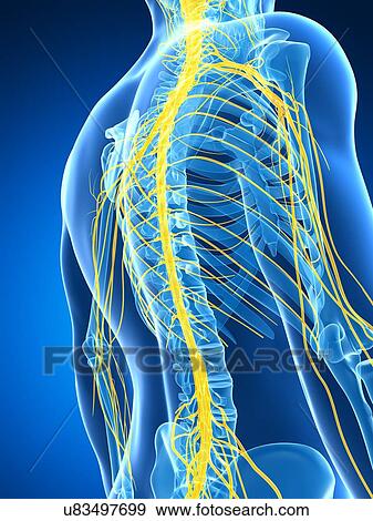 Stock Illustration - Male nervous system, artwork. Fotosearch