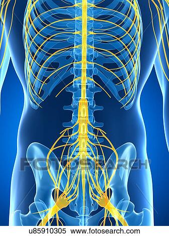 Male nervous system, artwork View Large Illustration Stock Illustration - Male nervous system, artwork. Fotosearch