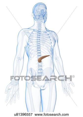 Male pancreas, artwork View Large Illustration Stock Illustration - Male pancreas, artwork. Fotosearch