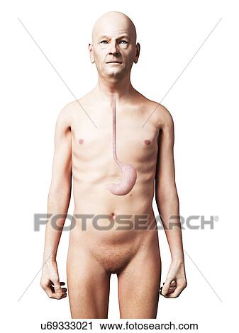 Male stomach, artwork View Large Illustration Clip Art - Male stomach, artwork. Fotosearch