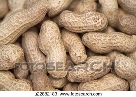 Monkey nuts View Large Illustration Drawing - Monkey nuts. Fotosearch