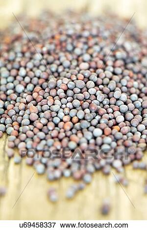 Mustard seeds View Large Illustration Stock Illustration - Mustard seeds. Fotosearch