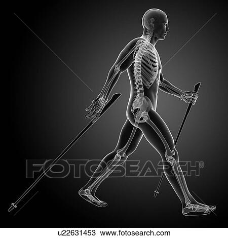 Nordic walker, artwork View Large Illustration Drawing - Nordic walker, artwork. Fotosearch