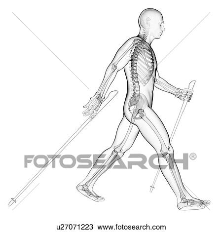 Drawing - Nordic walker, artwork. Fotosearch