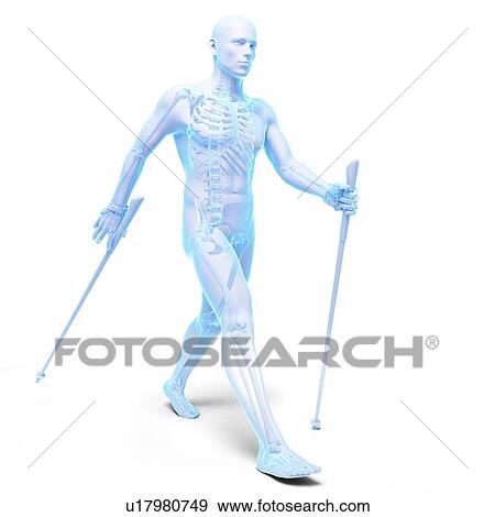 Nordic walker, artwork View Large Illustration Stock Illustration - Nordic walker, artwork. Fotosearch