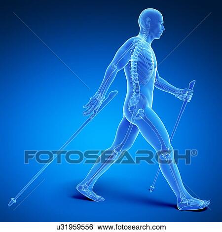 Nordic walker, artwork View Large Illustration Stock Illustration - Nordic walker, artwork. Fotosearch