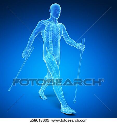 Nordic walker, artwork View Large Illustration Stock Illustration - Nordic walker, artwork. Fotosearch