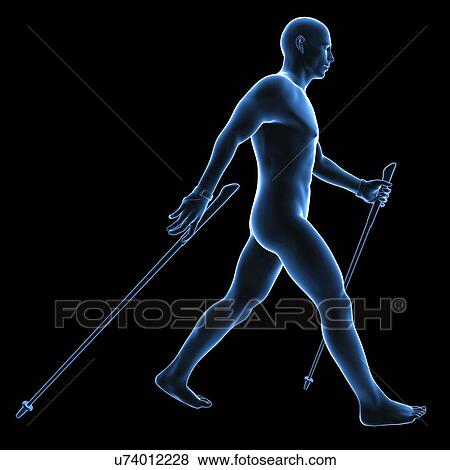 Nordic walker, artwork View Large Illustration Stock Illustration - Nordic walker, artwork. Fotosearch