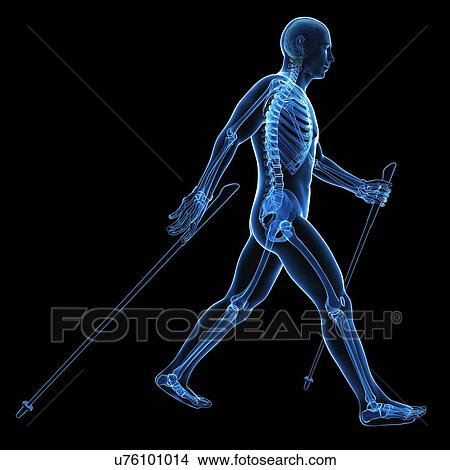 Stock Illustration - Nordic walker, artwork. Fotosearch
