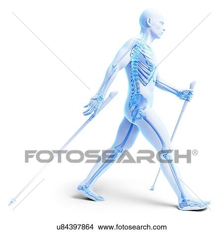 Nordic walker, artwork View Large Illustration Stock Illustration - Nordic walker, artwork. Fotosearch