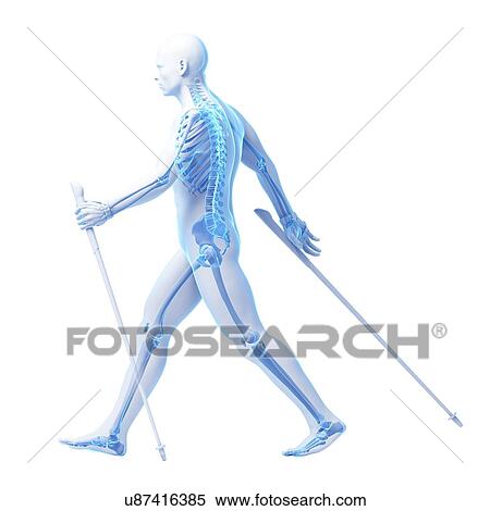 Nordic walker, artwork View Large Illustration Stock Illustration - Nordic walker, artwork. Fotosearch