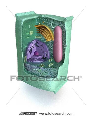 Stock Illustration - Plant cell, artwork. Fotosearch