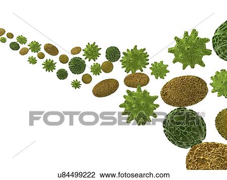 Drawing - Pollen, artwork. Fotosearch
