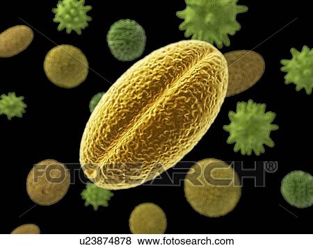 Pollen, artwork View Large Illustration Stock Illustration - Pollen, artwork. Fotosearch