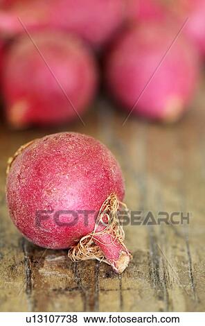 Radishes View Large Illustration Stock Illustration - Radishes. Fotosearch