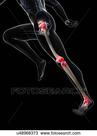 Runner's joints, artwork View Large Illustration Drawing - Runner's joints, artwork. Fotosearch