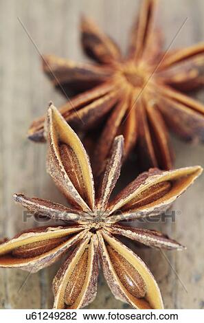Drawing - Star anise. Fotosearch