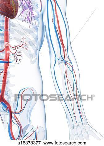 Vascular system of the arm, artwork View Large Illustration Stock Illustration - Vascular system of the arm, artwork. Fotosearch
